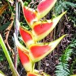 Heliconia wagneriana Blüte