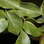 Marsdenia propinqua Leaf