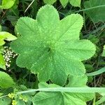 Alchemilla vulgaris برگ