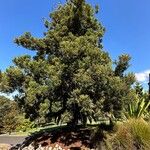 Araucaria luxurians ᱛᱟᱦᱮᱸ