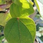 Uncarina grandidieri Yaprak