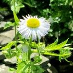 Erigeron annuusBlomst