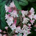 Heuchera caespitosa Cvet