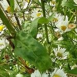 Erigeron strigosus Blatt