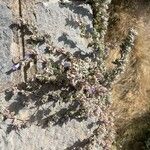Campanula celsii Hoja