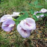 Clitoria mariana Hábitos