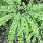 Adiantum pedatum Листок