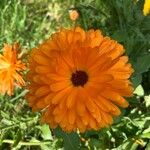 Calendula stellataÇiçek