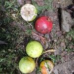 Ficus crassiuscula Fruto