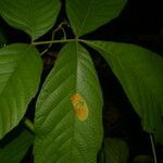 Paullinia rugosa Leaf