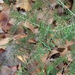 Melaleuca ericifolia Leaf