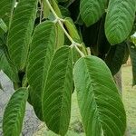 Ormosia coccinea Leaf