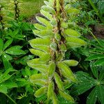 Lupinus polyphyllus Fruto