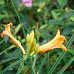 Hemerocallis lilioasphodelus 形態