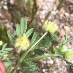 Anthyllis cornicina 葉