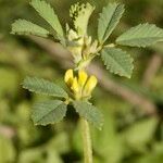 Medicago monspeliaca Outro