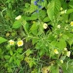 Potentilla rectaFleur