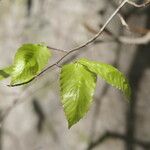 Fagus grandifolia 葉