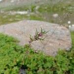 Poa alpina Leaf