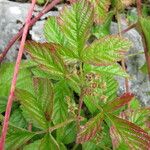 Rubus saxatilis Elinympäristö