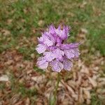 Neotinea tridentata Flower