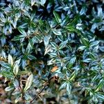 Berberis julianae 形态