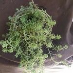 Sedum diffusum Delienn