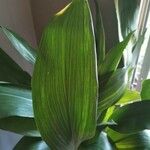 Aspidistra lurida List