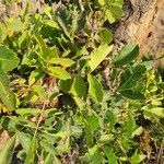 Sclerocarya birrea List