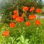 Papaver bracteatum Φρούτο