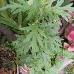 Artemisia verlotiorum 叶