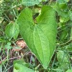 Viola pubescens List