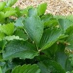 Fragaria × ananassa Feuille