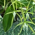 Epidendrum ciliare Çiçek