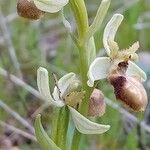 Ophrys × arachnitiformis Flower