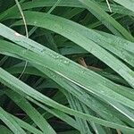 Cymbopogon citratus Leaf