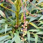 Mahonia fortunei برگ