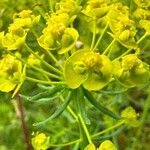 Euphorbia cyparissias Habitatea
