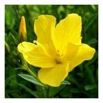 Linum flavum 花