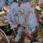 Heuchera micrantha Folha