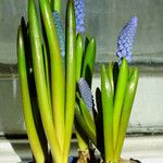 Muscari botryoides Leaf