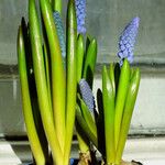 Muscari botryoides برگ