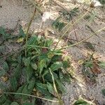 Sonchus bulbosus Likasa