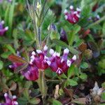 Trifolium depauperatum Hábitos