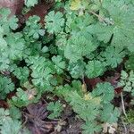 Geranium columbinum List