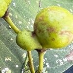 Carya pallida Gyümölcs