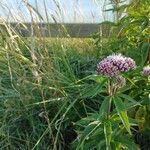 Eupatorium cannabinumFlor