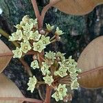 Chrysophyllum cainito Flower