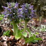 Neopicrorhiza scrophulariiflora Celota