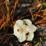 Dietes bicolor Květ